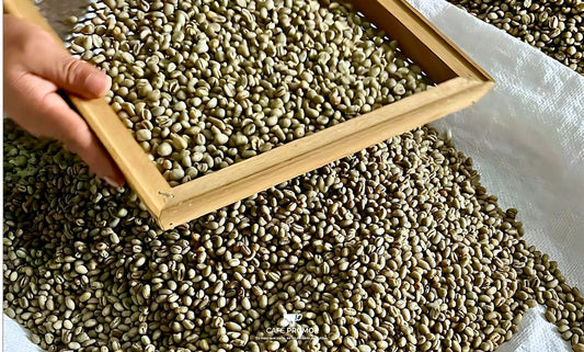 Beneficio Seco: La Transformación Natural del Café - www.cafepromor.com