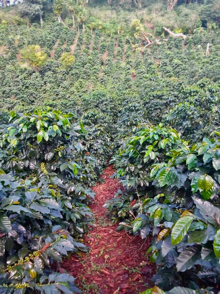 Finca Don Daminas, origen del café de especialidad de Café Promor. Cultivo sostenible en las montañas de Veracruz, garantizando calidad y sabor en cada grano.