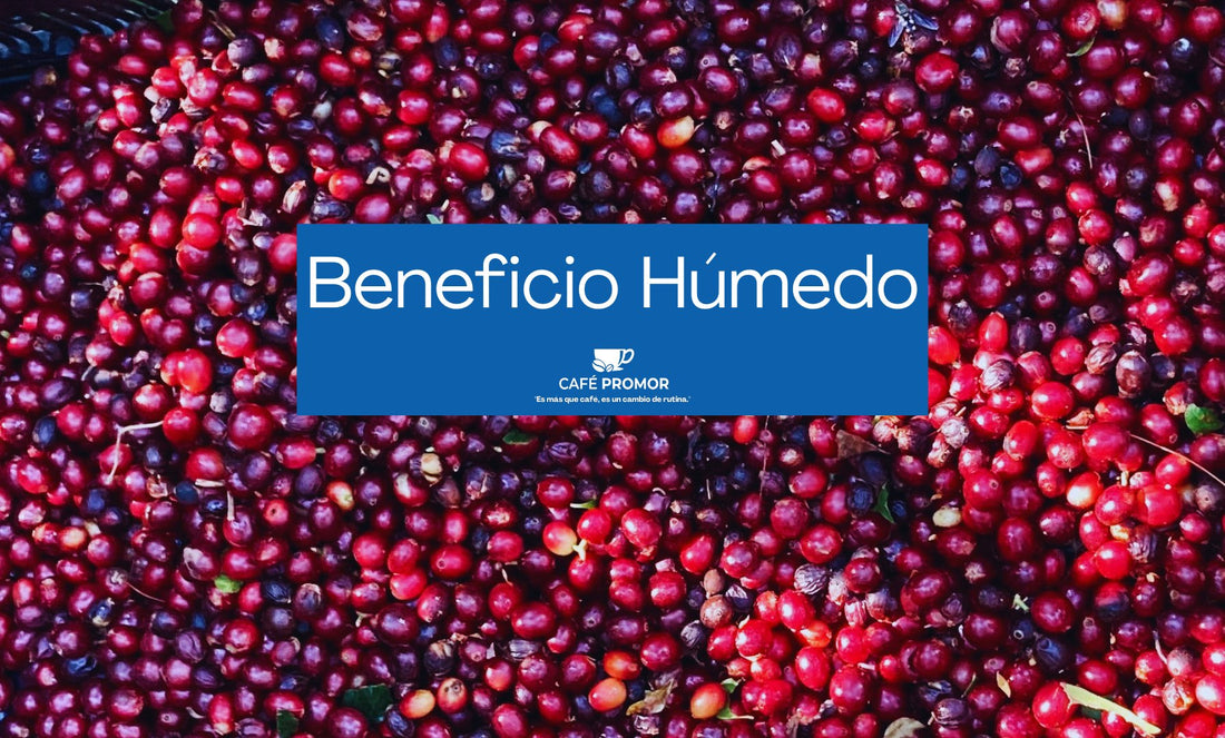 Beneficio Húmedo: El Arte de la Transformación del Café - www.cafepromor.com