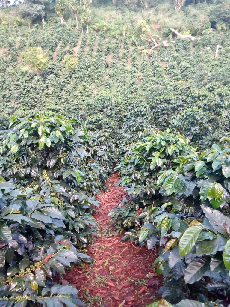 Finca Don Daminas de Café Promor en Coatepec, Veracruz