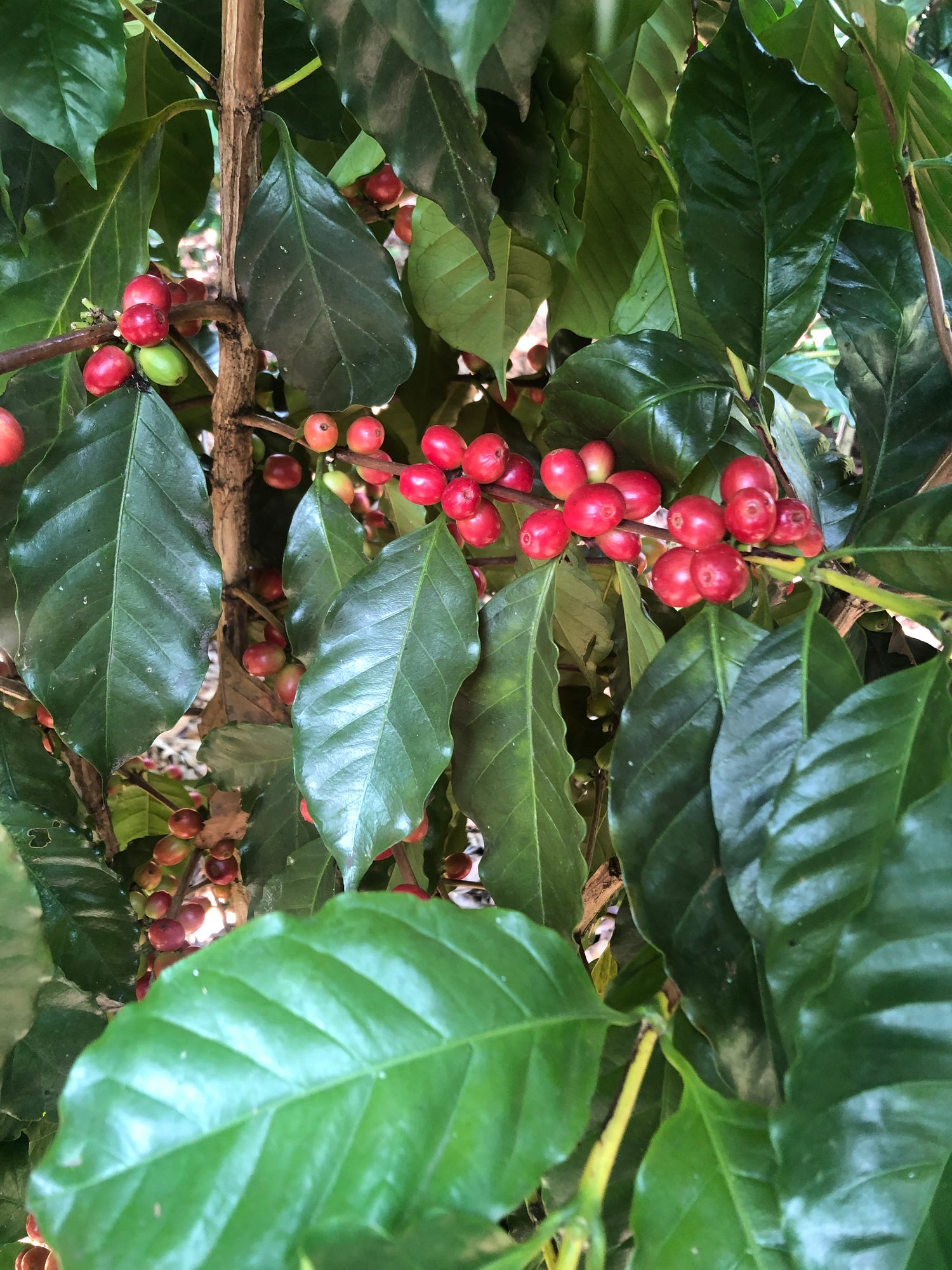 Planta de café con frutos rojos de Café Promor en Veracruz